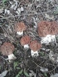 Gyromitra caroliniana image