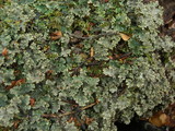 Pseudocyphellaria glabra image