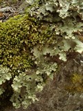 Pseudocyphellaria glabra image