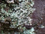 Cladonia caespiticia image
