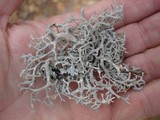 Pseudevernia consocians image