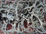 Pseudevernia consocians image