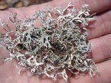 Pseudevernia consocians image