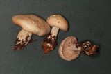Rhodocollybia maculata image