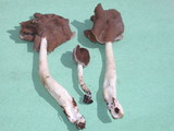 Helvella compressa image