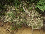 Pseudocyphellaria glabra image
