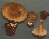 Inocybe amblyospora image