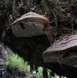 Polyporus annulatus image