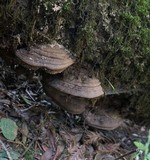 Polyporus annulatus image