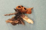 Plectania melastoma image