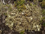 Pseudocyphellaria glabra image
