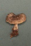 Tricholoma terreum image