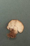 Tricholoma terreum image
