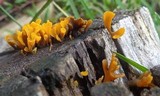 Dacryopinax spathularia image