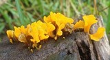 Dacryopinax spathularia image