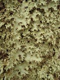 Pseudocyphellaria glabra image
