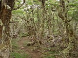 Pseudocyphellaria glabra image