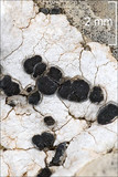 Rhizocarpon umbilicatum image
