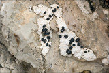 Rhizocarpon umbilicatum image