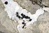 Rhizocarpon umbilicatum image