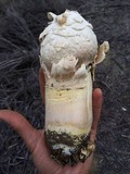 Agaricus texensis image