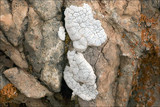 Rhizocarpon umbilicatum image