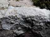 Lecanora rupicola var. rupicola image