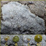 Lecanora rupicola var. rupicola image