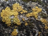 Xanthoria elegans image