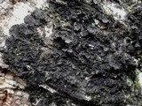 Collema furfuraceum image