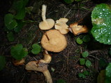 Lactarius alpinus image