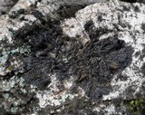 Collema furfuraceum image