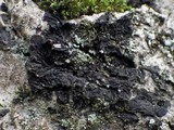 Collema furfuraceum image
