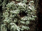 Hypogymnia physodes image