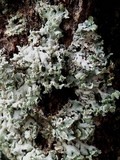 Hypogymnia physodes image