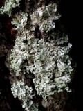 Hypogymnia physodes image
