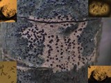 Pyrenula chlorospila image