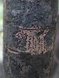 Pyrenula chlorospila image