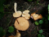 Lactarius alpinus image