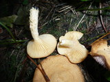 Lactarius alpinus image