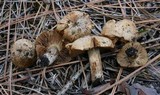 Inocybe brunnescens image
