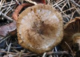 Inocybe brunnescens image