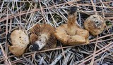 Inocybe brunnescens image