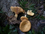 Lactarius alpinus image