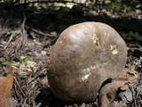 Lactarius azonites image