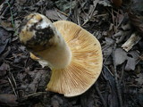Lactarius azonites image