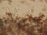 Psathyrella ellenae image