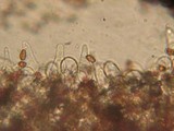 Psathyrella ellenae image