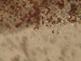 Psathyrella ellenae image