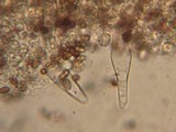 Psathyrella ellenae image